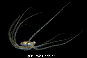 Octopi in darkness by Burak Dedeler 